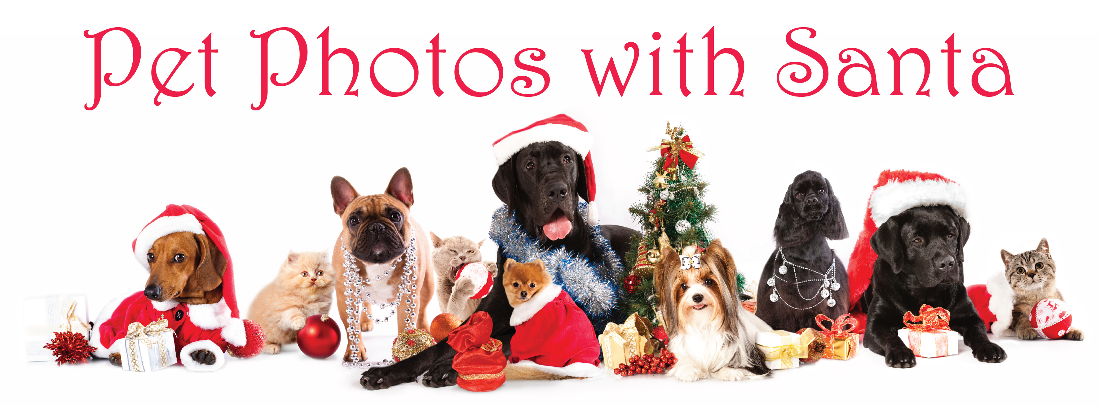 Pet Photos Banner